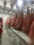 Продавам кланични агнета с тегло 14-20кг. , снимка 2