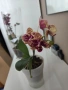 phalaenopsis в самополивна саксия , снимка 3