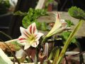 Продавам луковици на цвете Амарилис, снимка 1 - Стайни растения - 45172266