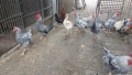 Спешно Домашни млади петли, снимка 2