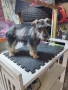 Мини шнауцер , снимка 6