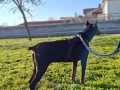 Продавам доберман, снимка 2