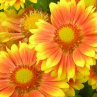 Продавам цветя Гайлардия – разсад в кофички за пролетно засаждане, различни цветове, снимка 5 - Разсади - 45343930