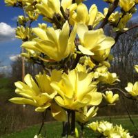 Магнолия - Magnolia НАЛИЧНИ 14 ВИДА Студоустoйчиви, снимка 7 - Градински цветя и растения - 33512293