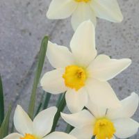 Нарциси, снимка 2 - Градински цветя и растения - 45250692