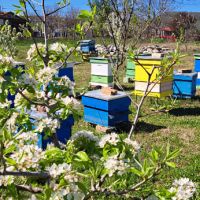 Пчелни семейства ДБ с нови кошери и магазини, снимка 1 - За пчели - 45928550