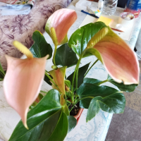 Розов антуриум - бижу, снимка 1 - Градински цветя и растения - 45031610