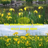 Продавам растения Жълт воден ирис, снимка 5 - Градински цветя и растения - 45382578
