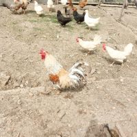 1лв/бр - РАЗПЛОДНИ/Оплодени яйца, снимка 8 - Кокошки и пуйки - 45300097