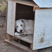 Продавам мъжко куче Алабай, снимка 1 - Алабай - 45174122