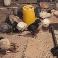 Продавам  пилета, снимка 4 - Кокошки и пуйки - 45914072