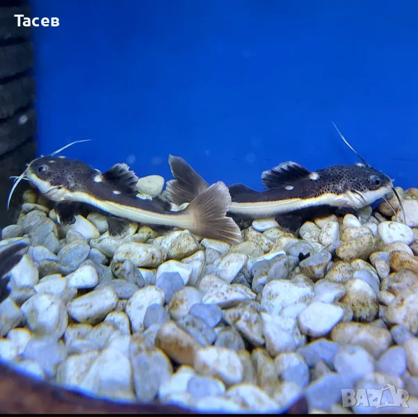 Червеноопашат сом 7см, снимка 1