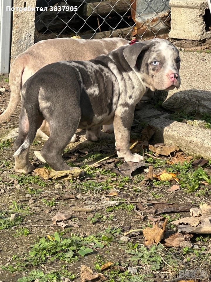 Американско були покет , снимка 1