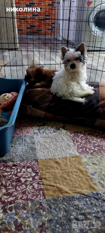 Продавам Йоркширски териер , снимка 1