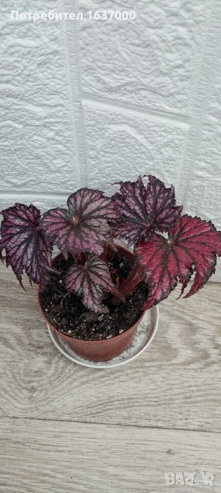 Бегония Red/black , снимка 1