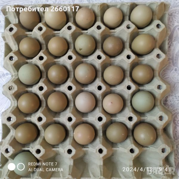 Яйца от колхидски фазани, снимка 1