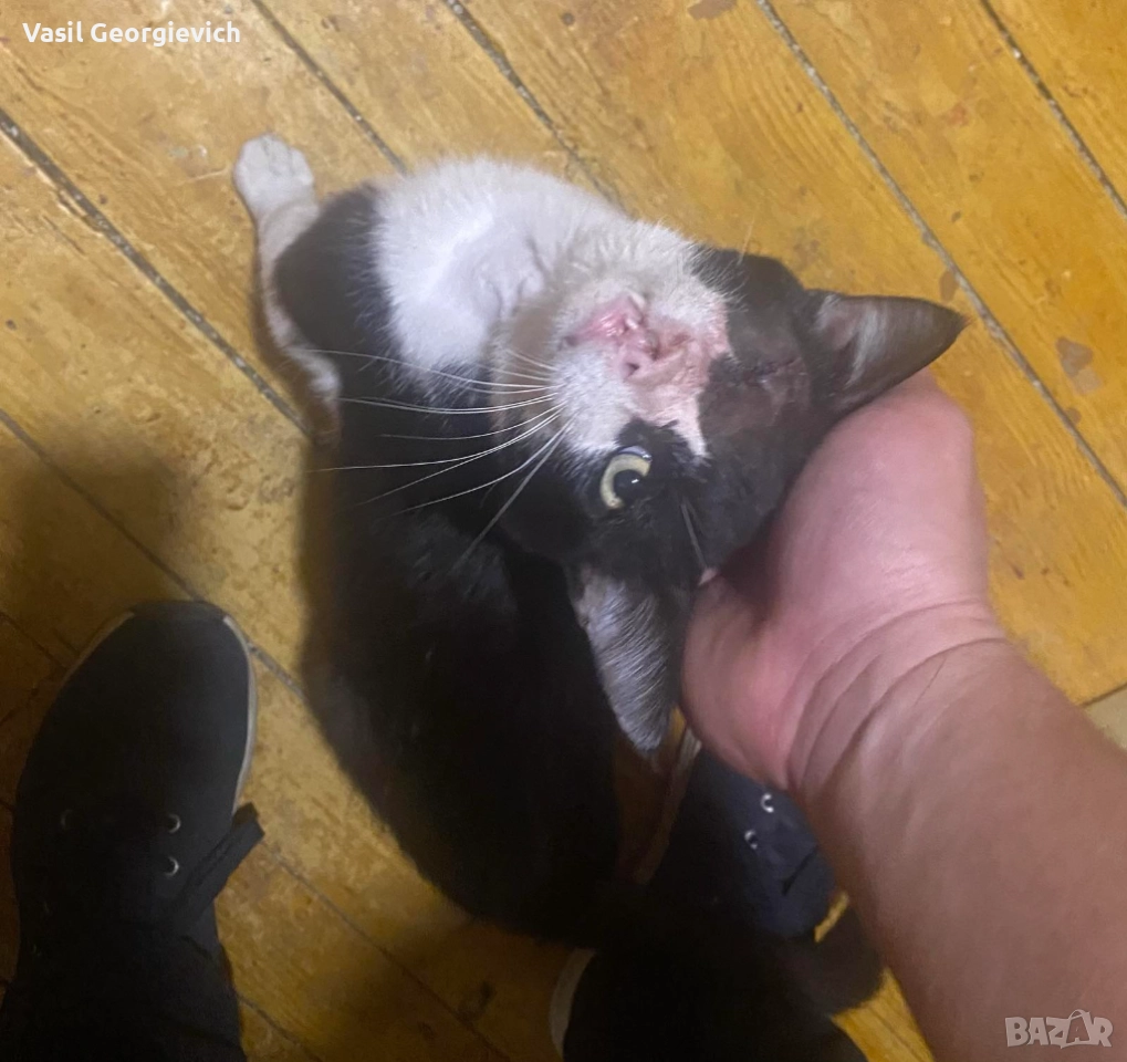 Коте.Котарак. Търси дом. Sweet boy looking for forewer home, снимка 1