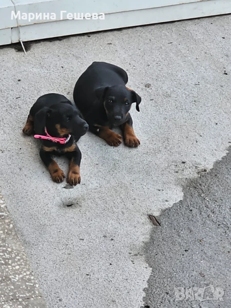 Ягдтериер  1 женско, снимка 1