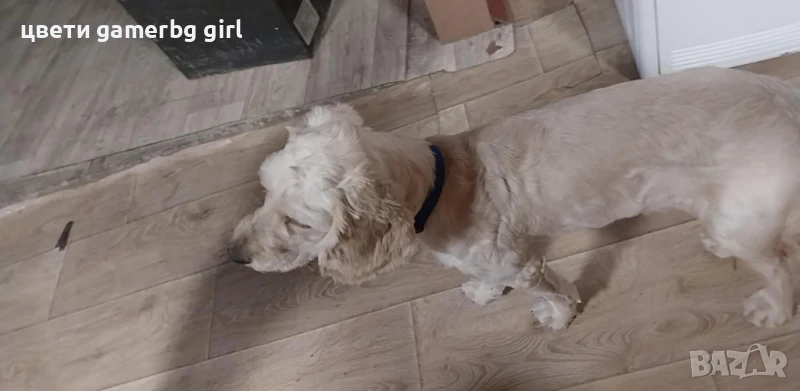 кокер шпаньол и лагото, снимка 1