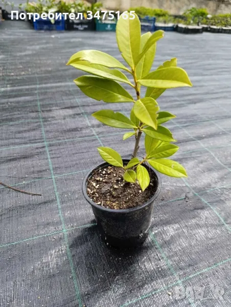 Лавровишна - Новита, снимка 1