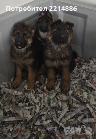 Немски овчарки , снимка 5 - Немска овчарка - 40188254