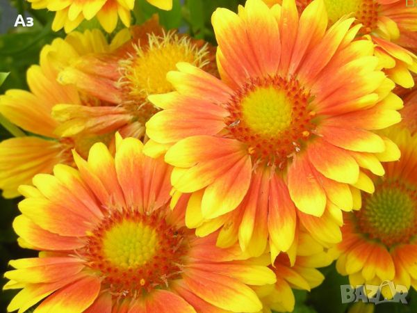 Продавам цветя Гайлардия – разсад в кофички за пролетно засаждане, различни цветове, снимка 5 - Разсади - 45343930