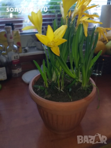 ЦВЕТЯ В САКСИЯ 1910251229, снимка 6 - Градински цветя и растения - 52105462