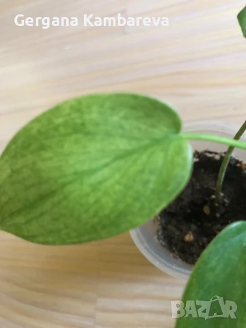 Philodendron Florida Ghost , снимка 2 - Стайни растения - 51237488