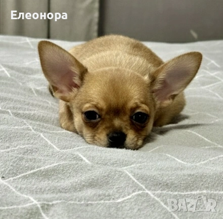 Уникално Мини Чихуахуа Момченце, снимка 3 - Чихуахуа - 53360837