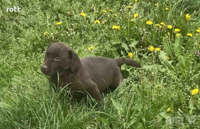 Шоколадов лабрадор, снимка 3 - Лабрадор ретривър - 54028240