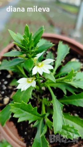 Скаевола - лилава, бяла и розова!!, снимка 15 - Градински цветя и растения - 54161547