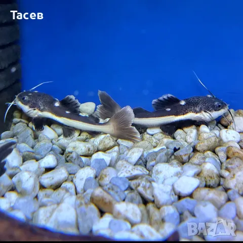 Червеноопашат сом 7см, снимка 1