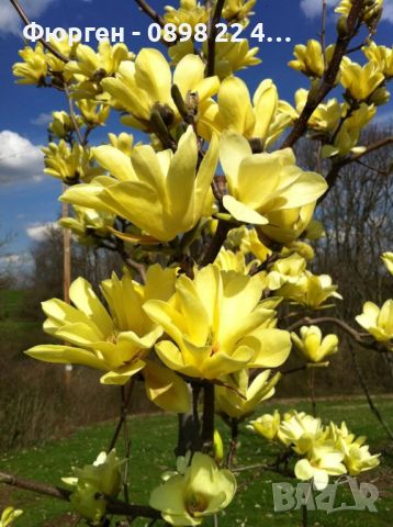 Магнолия - Magnolia НАЛИЧНИ 14 ВИДА Студоустoйчиви, снимка 7 - Градински цветя и растения - 28046229