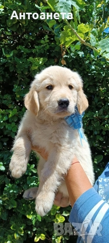 Бебета Голдън ретривър , снимка 9 - Голдън ретривър - 52372675