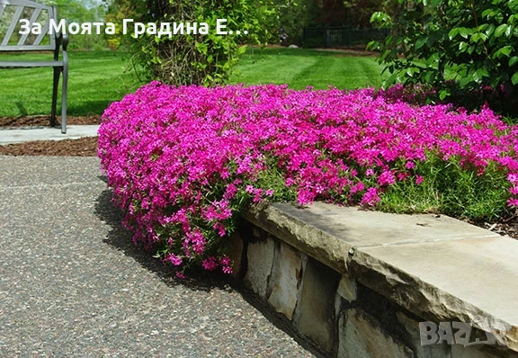 Флокс - 6 цвята /Почвопокривен и каскаден, снимка 18 - Градински цветя и растения - 54020877