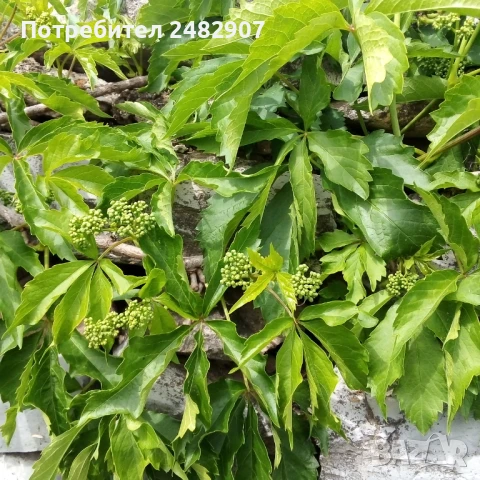 Декоративна (дива) лоза - корен, снимка 4 - Градински цветя и растения - 50603521