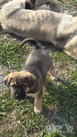 Кученце с Доставка - Алабай Х Малиноа Кръстоска, снимка 8 - Други - 52220666