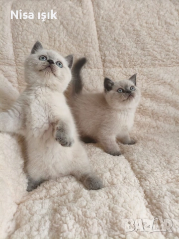 не са красиви те просто са уникални момченца