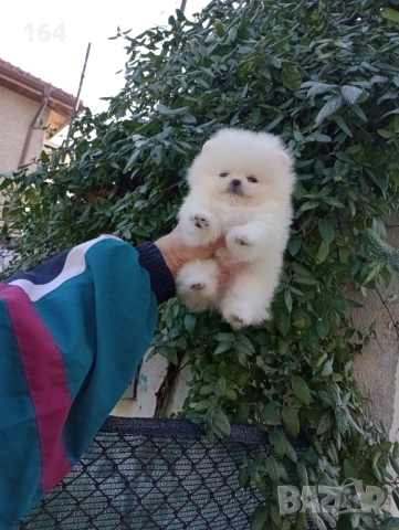 Бял Померан. Мини момченце., снимка 6 - Померан - 52848139