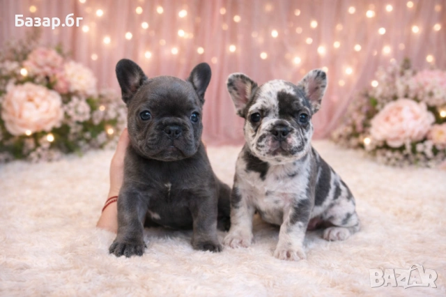 Френски булдочета ( флъфи ген)