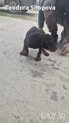 доберман, снимка 5 - Доберман - 52640041