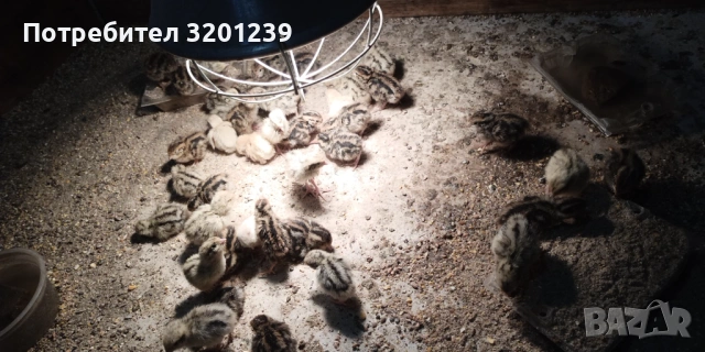 Продавам пъдпъдъци и пъдпъдъчи яйца., снимка 2 - други­ - 54045380