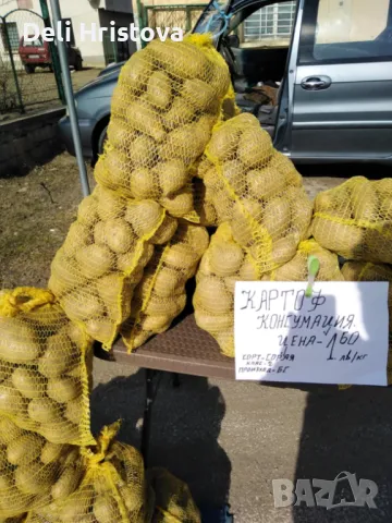 Самоковски картоф Сорая и картоф за семе Цена 1,60, снимка 3 - Домашни продукти - 49138021