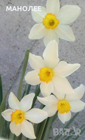 Нарциси, снимка 4 - Градински цветя и растения - 45581322