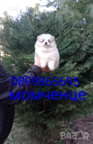 Померани. Момиченце. Реални снимки от 29.12.25 г., снимка 5 - Померан - 52876428