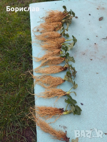 Разсад ягоди "КЛЕРИ", снимка 6 - Разсади - 51137243