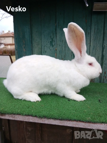 Зайци бели великани Свободни женски 