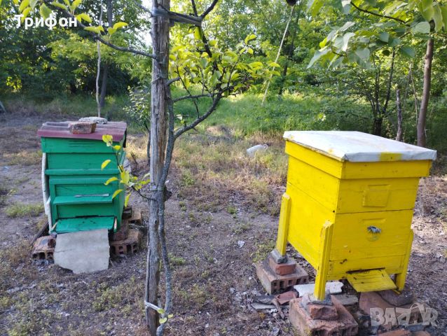 Продавам пчелни семейства