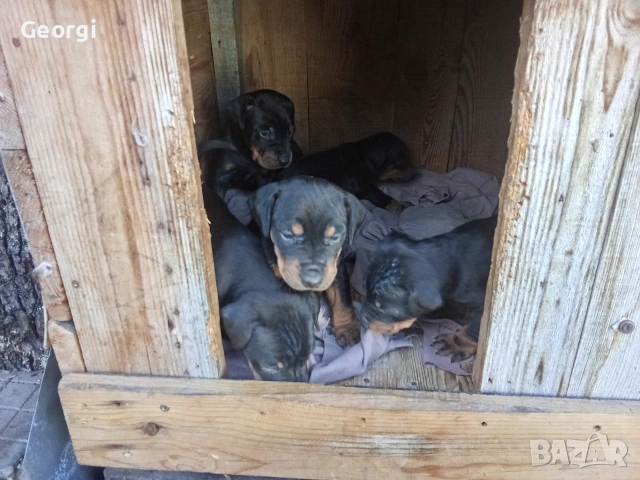 Продавам 6 бр. малки кучета ягтериери., снимка 8 - Ягдтериер - 53265603