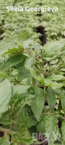 Разсад домати,краставици,пипер